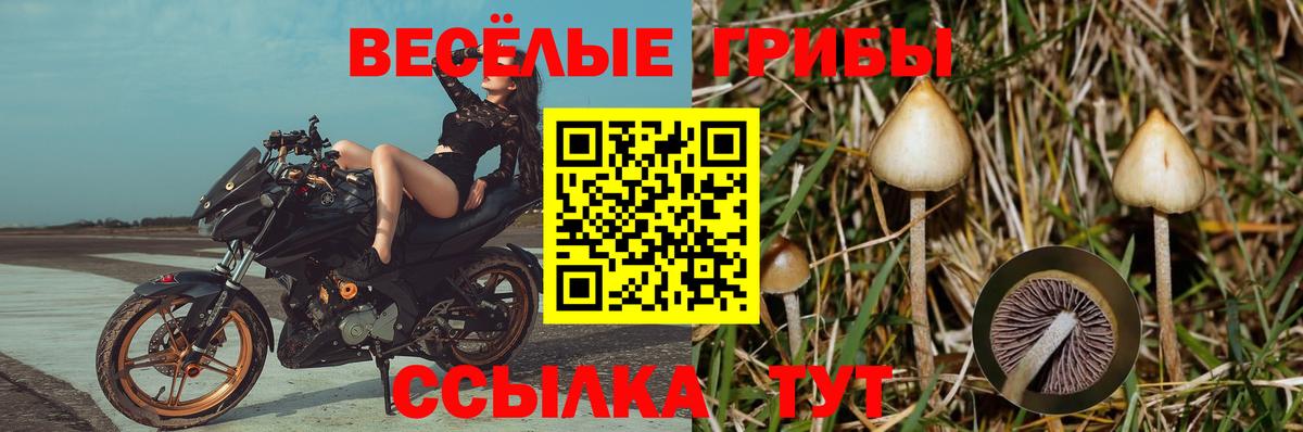 Псилоцибиновые грибы Psilocybine cubensis Волжский